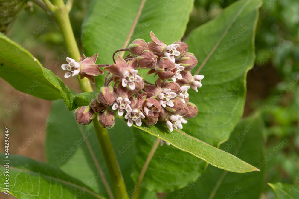 Asclepias syriaca Common Milkweed