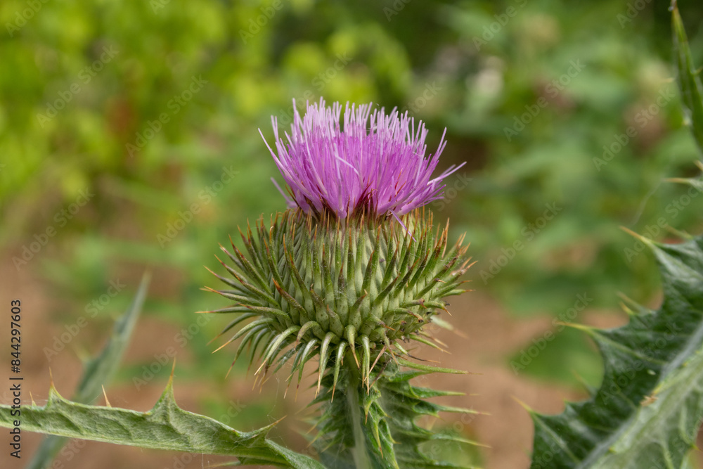 Onopordum acanthium Scotch Thistle