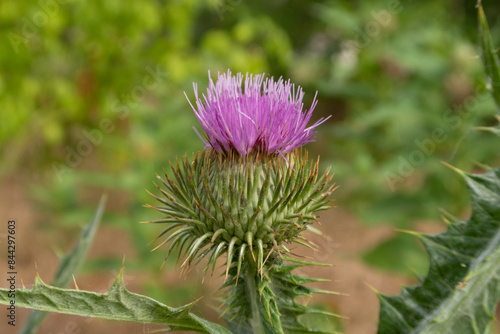 Obraz na płótnie Onopordum acanthium Scotch Thistle w salonie