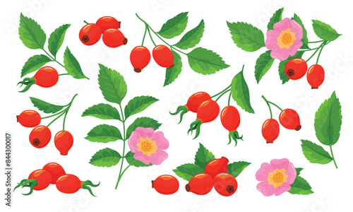 Rose hip set tender pink blossom flower with berries and green leaves isometric vector illustration