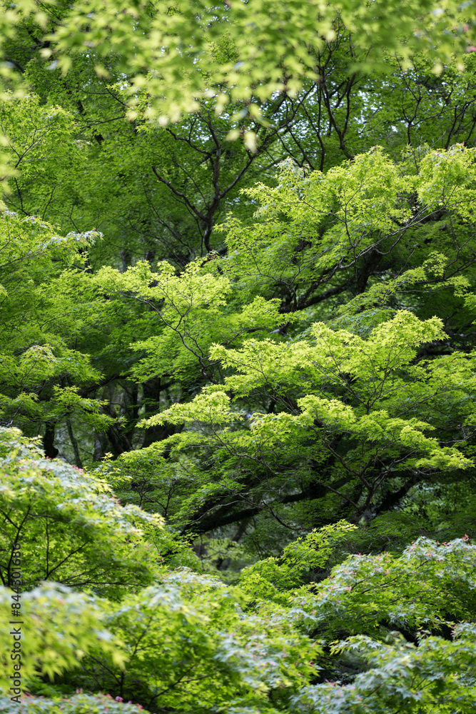 Lush Green Tree Landscape Lush Green Tree Landscape
