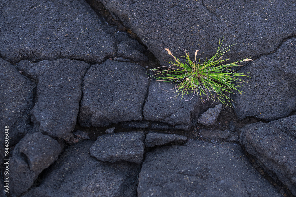 The first vegetation / The first vegetation on a cooled lava field. The volcanic island of Pico is part of the Azores archipelago, Portugal.