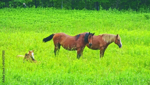 草原の馬の親子②