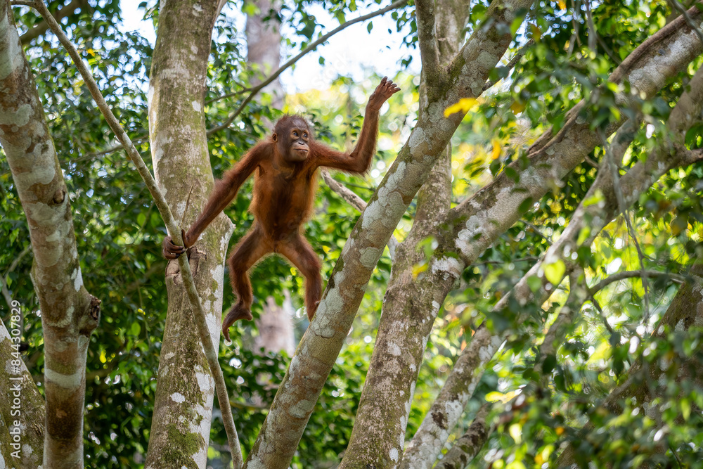 Naklejka premium Bornean Orangutan - Pongo pygmaeus, beautiful large popular ape endemic to the island of Borneo, Malaysia.