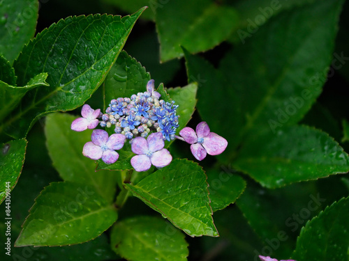 Wallpaper Mural 雨に濡れた赤紫色のガクアジサイ Torontodigital.ca