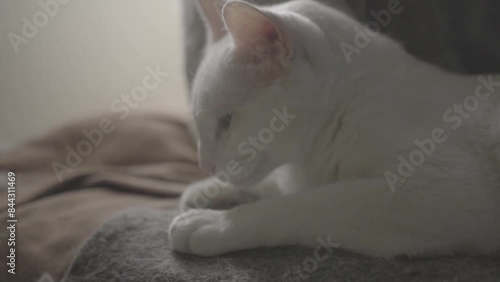 The white cat rest in the bed.cat sleep. photo