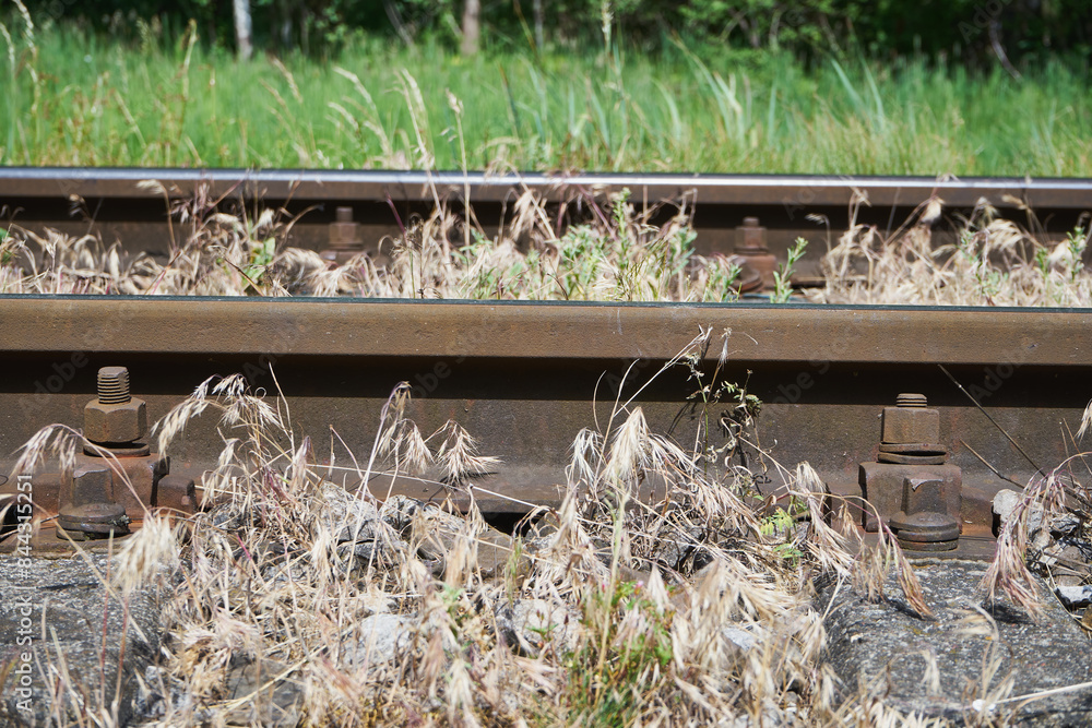 Obraz premium tory z bliska 