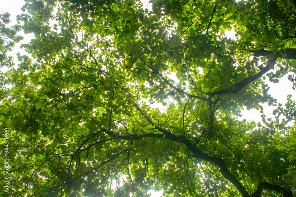 Obraz premium Morning forest and sun rays 