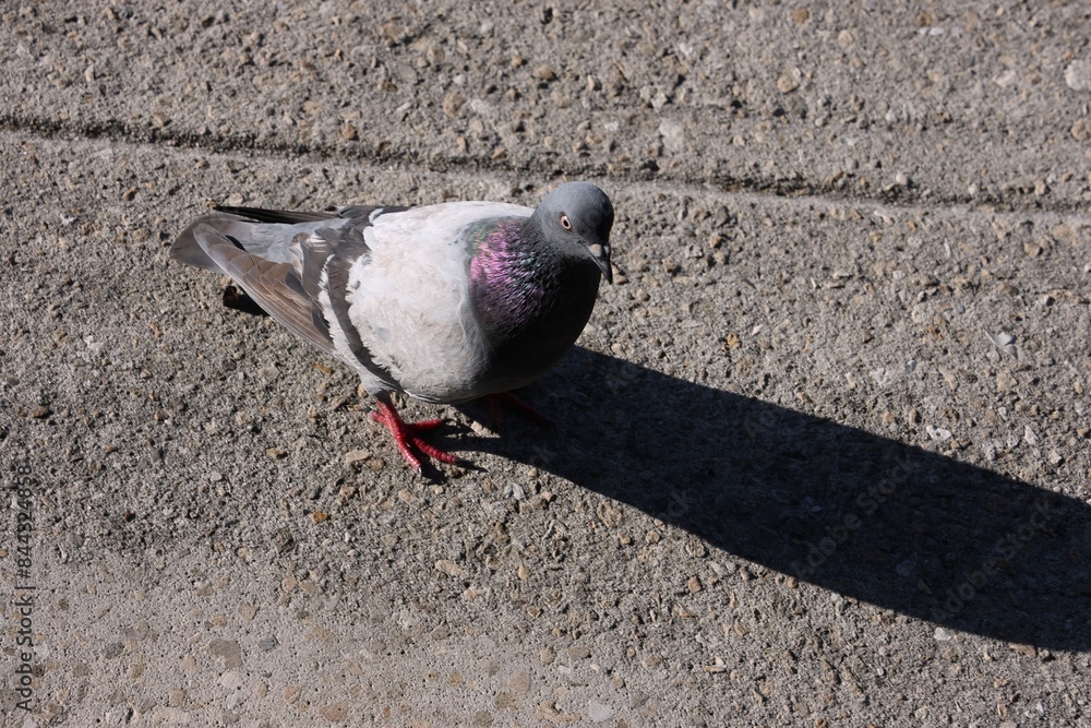Obraz premium Pigeon on the Ground Casting a Long Shadow