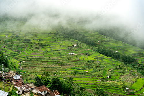 Terrace paddy fields, Khonoma Village, Nagaland, India. Known as Asia’s first green village is best known for eco-tourism and its historical battles with British in past.