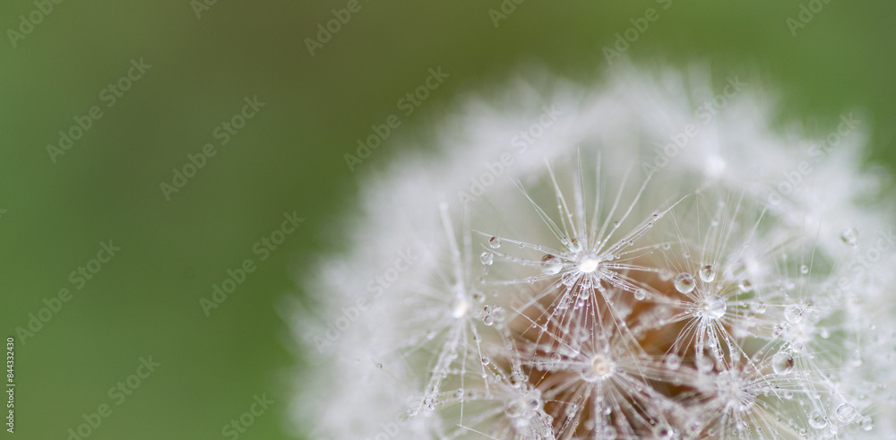 Fototapeta premium 雨に濡れたタンポポの綿毛