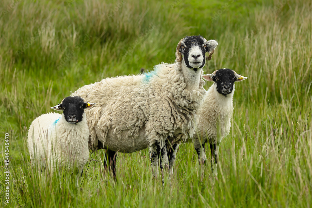 Swaledale ewe or female sheep with her two well grown lambs, facing front in open moorland, Yorkshire Dales, UK. Horizontal, space for copy