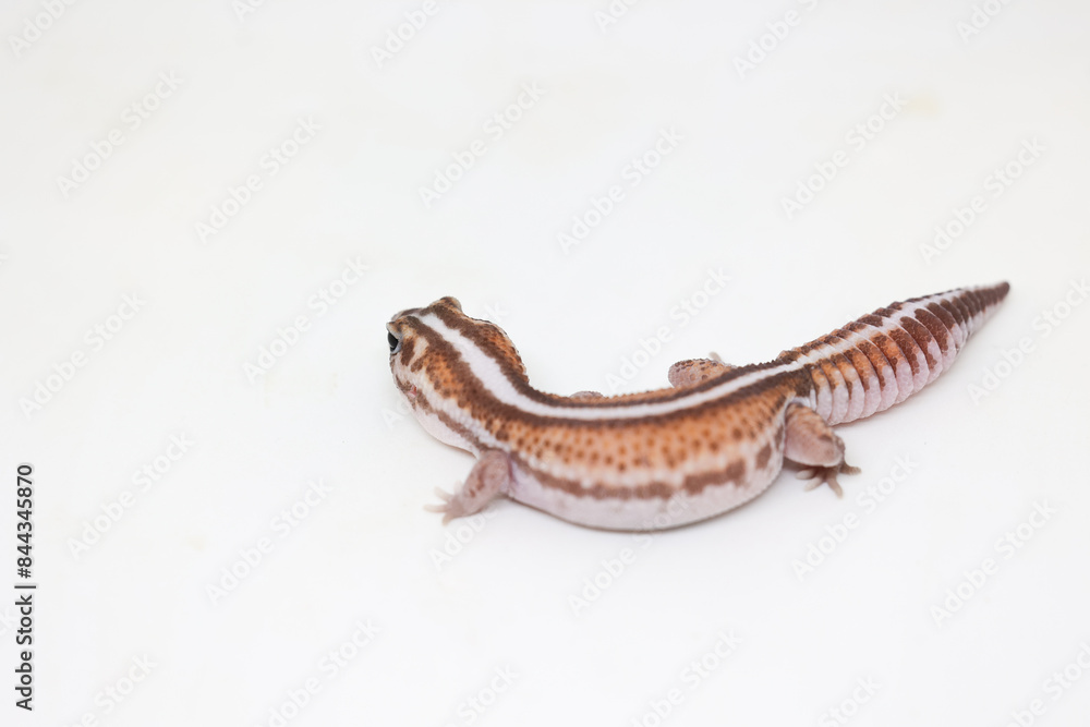 african fat tail gecko isolated on white background african fat tail gecko isolated on white background