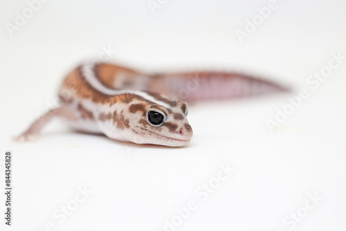 african fat tail gecko isolated on white background photo