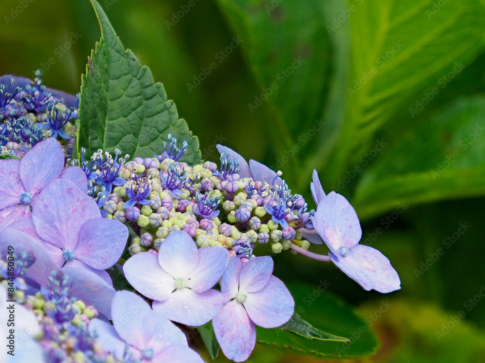 雨に濡れた紫色のガクアジサイ