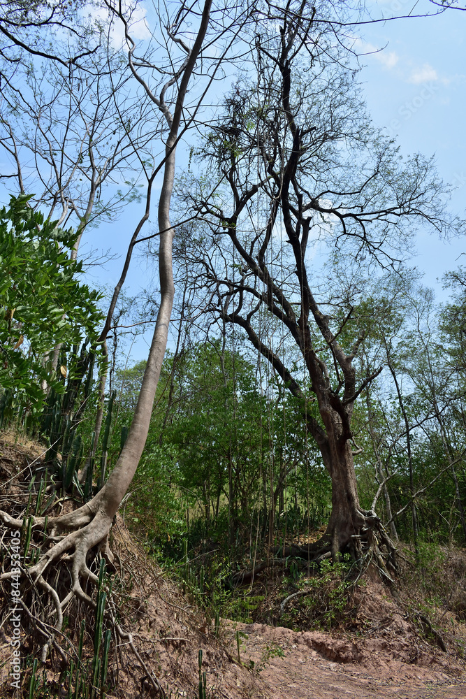 Obraz premium Tree with twisted roots in asia.