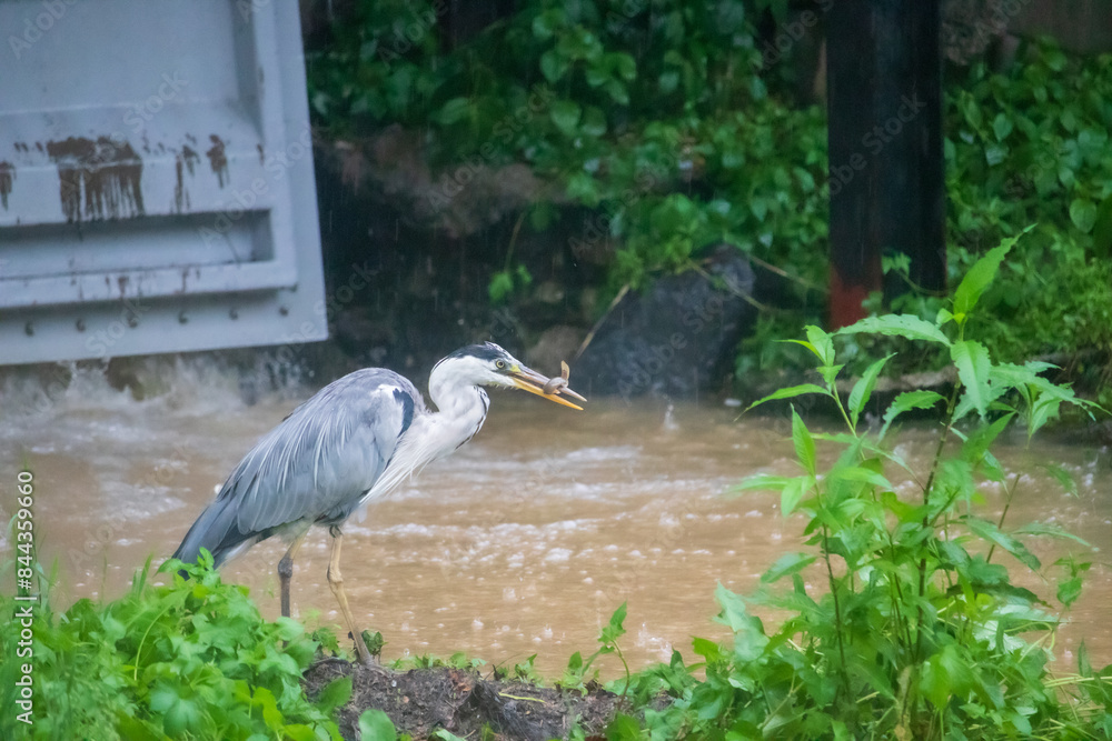 Fototapeta premium A gray heron catching a loach fish in the river with heavy rain.