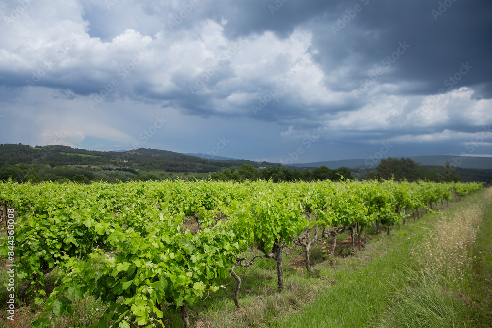Vineyards in Provence in summer on a sunny day. High quality photo Vineyards in Provence in summer on a sunny day. High quality photo