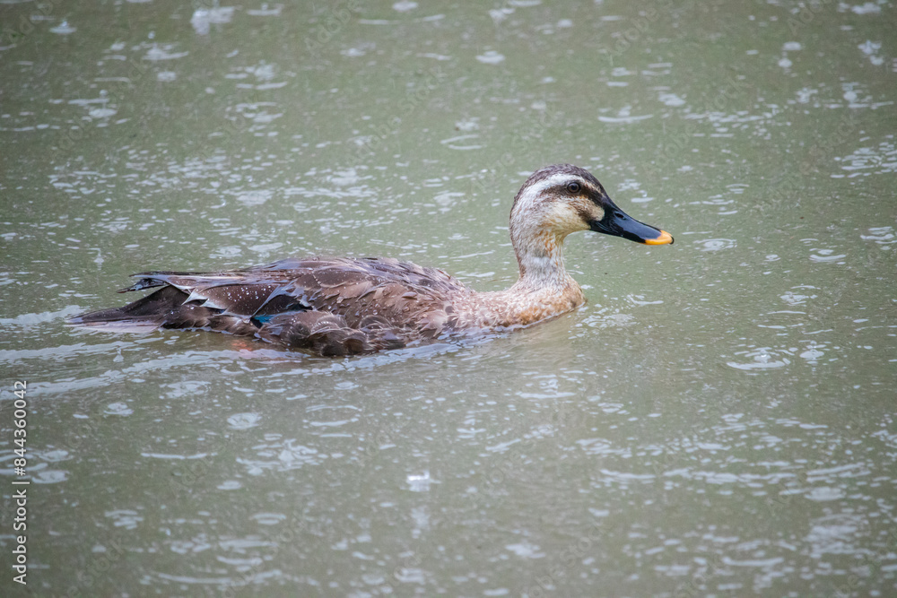 A Spot-Billed Duck swimming in the river with heavy rain. A Spot-Billed Duck swimming in the river with heavy rain.