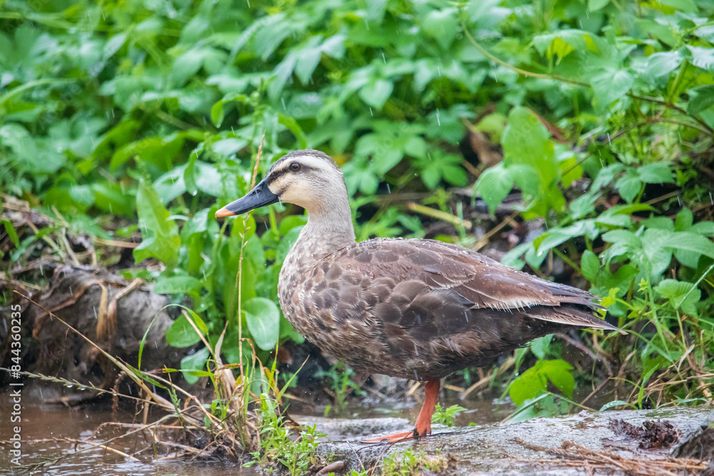 A Spot-Billed Duck in the rain. A Spot-Billed Duck in the rain.