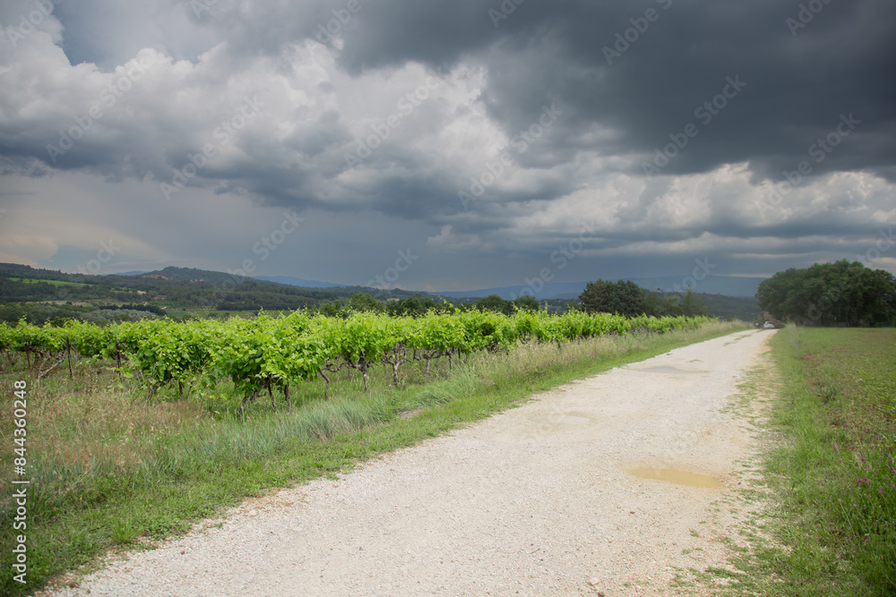 Vineyards in Provence in summer on a sunny day. High quality photo Vineyards in Provence in summer on a sunny day. High quality photo