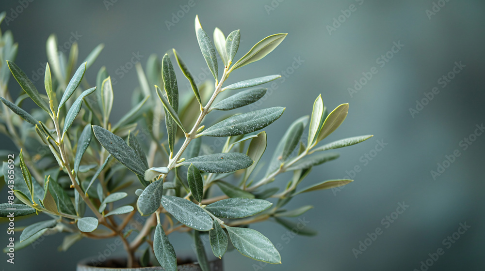 An olive tree branch positioned in a simple pot An olive tree branch positioned in a simple pot