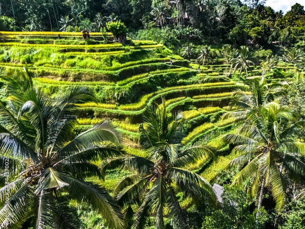 Tegallalang rice terrace in the Gianyar Regency, Bali, Indonesia
