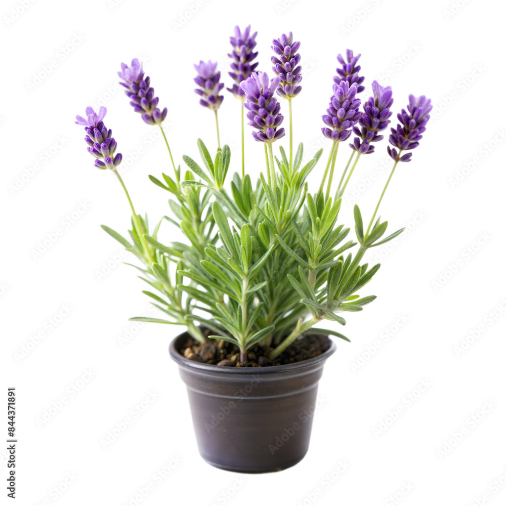 Fototapeta premium Little Lavender Plant isolated on white background