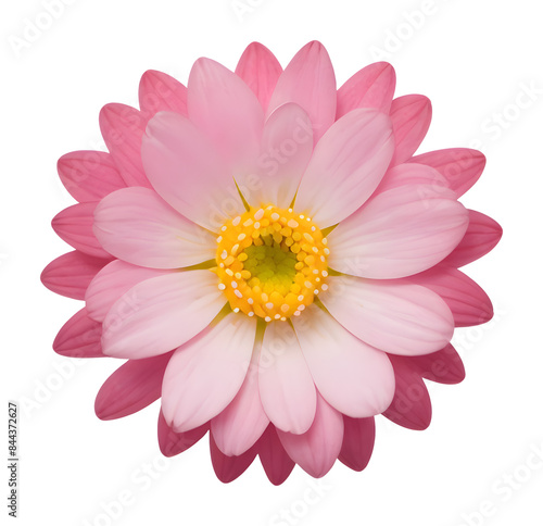 pink and white flower isolated on transparent background, extracted, png file