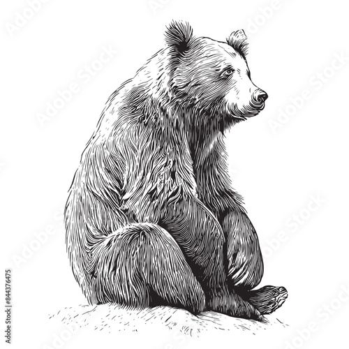 Drawn in ink isolated bear illustration