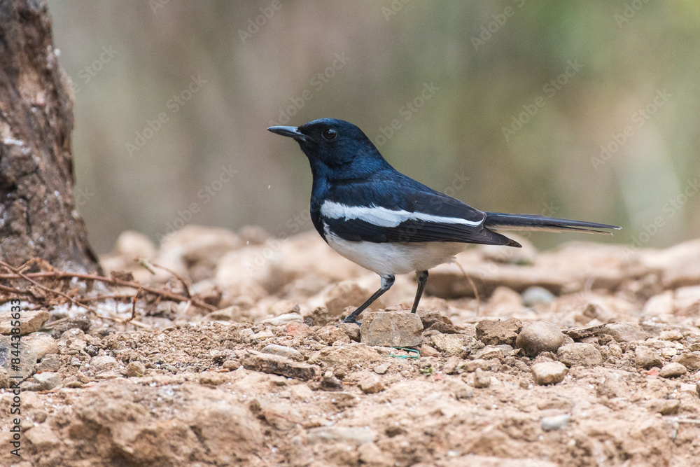 Oriental magpie robin bird resting with use of selective focus Oriental magpie robin bird resting with use of selective focus