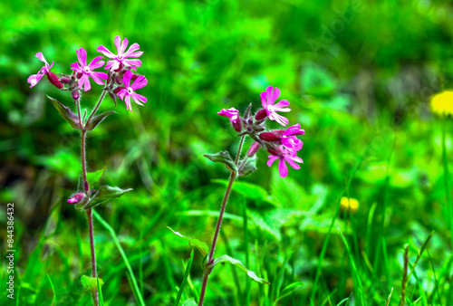 Rote Lichtnelke (Silene dioica)