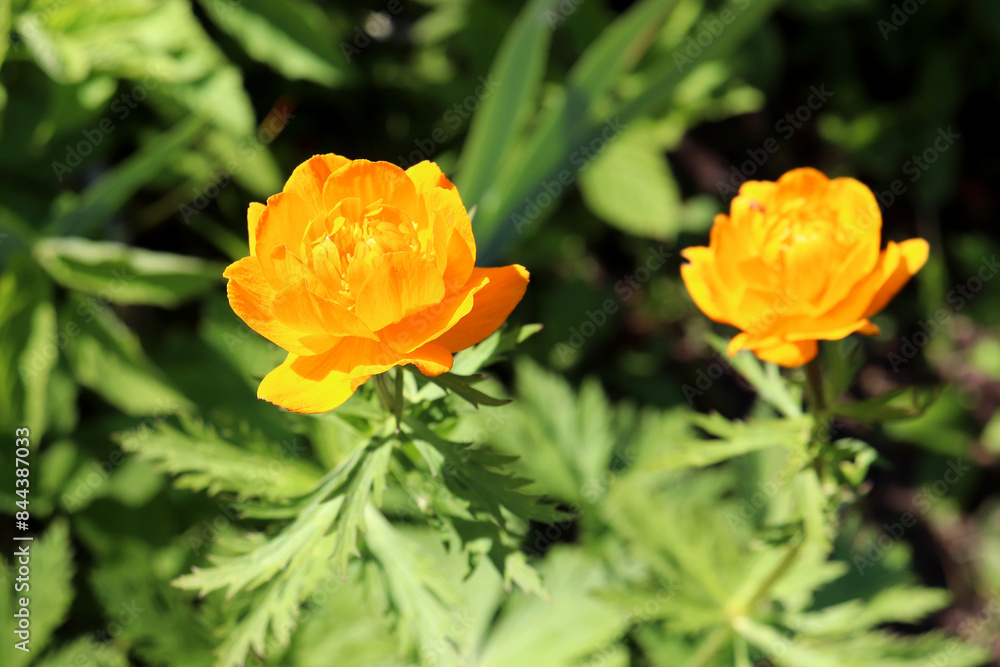 Two orange globeflower flowers against the background of green foliage and grass on a sunny spring day. Horizontal photo, close-up Two orange globeflower flowers against the background of green foliage and grass on a sunny spring day. Horizontal photo, close-up