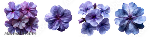 Purple flower set PNG. Set of Purple phlox flowers isolated. Purple phlox flower PNG. Purple flower top view PNG. Phlox flower flat lay isolated. Summertime bloom of a phlox flower photo