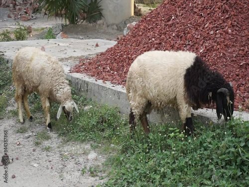 A small flock of Sheep grazing on a meadow. Sheep farm practicing on suburban areas, Sheep eating grass on a urban roadside photo