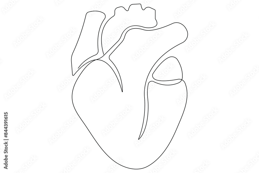Continuous one line of human heart drawing Anatomical heart outline vector illustration Continuous one line of human heart drawing Anatomical heart outline vector illustration