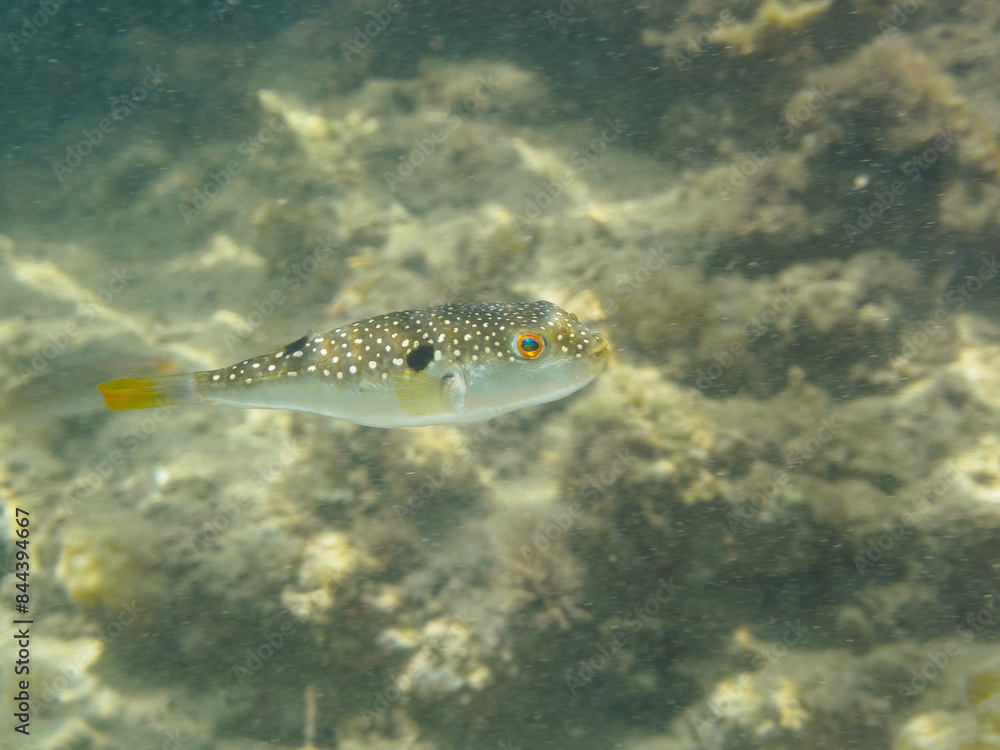 可愛いクサフグ(フグ科)。
日本国神奈川県三浦市荒井浜。
2024年6月撮影。
Lovely Grass Puffer (Takifugu alboplumbeus).
Araihama Beach, Miura, Kanagawa, Japan - Jun 8, 2024.
可愛いクサフグ(フグ科)。
日本国神奈川県三浦市荒井浜。
2024年6月撮影。
Lovely Grass Puffer (Takifugu alboplumbeus).
Araihama Beach, Miura, Kanagawa, Japan - Jun 8, 2024.
