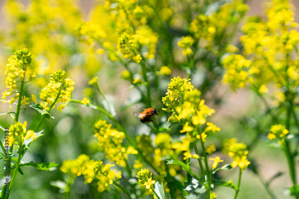 Obraz premium 菜の花とマルハナバチ