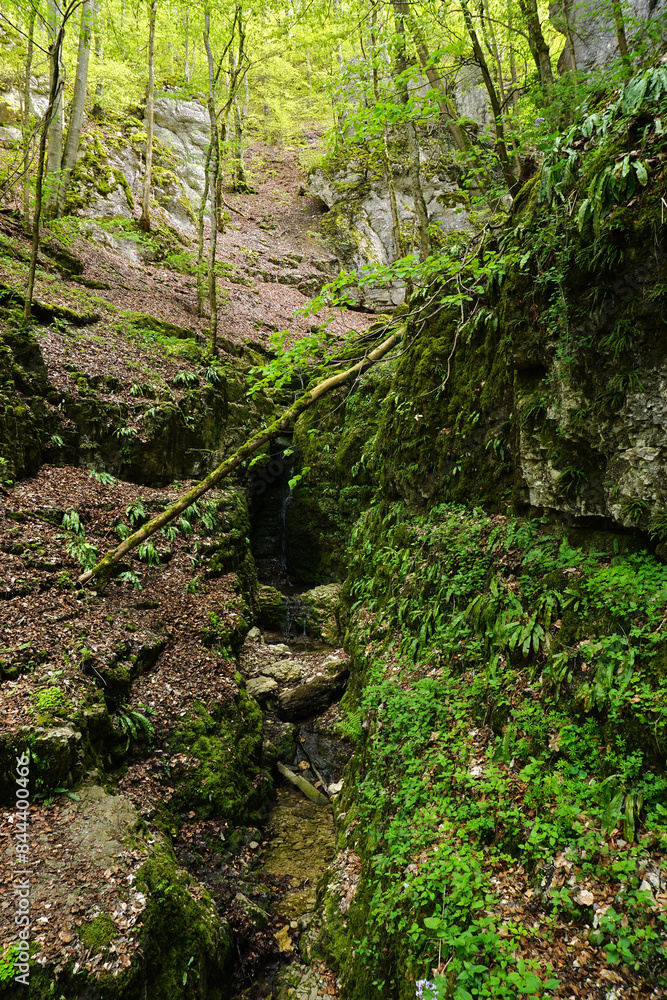 Fototapeta premium Wolfsschlucht am Premiumwanderweg Hohenwittlingensteig; Biosphärengebiet Schwäbische Alb; Baden Württemberg; Deutschland;