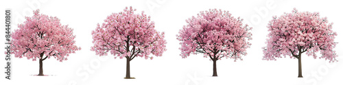 Set of Spring Cherry Blossom Tree isolated on transparent png background. Generative ai