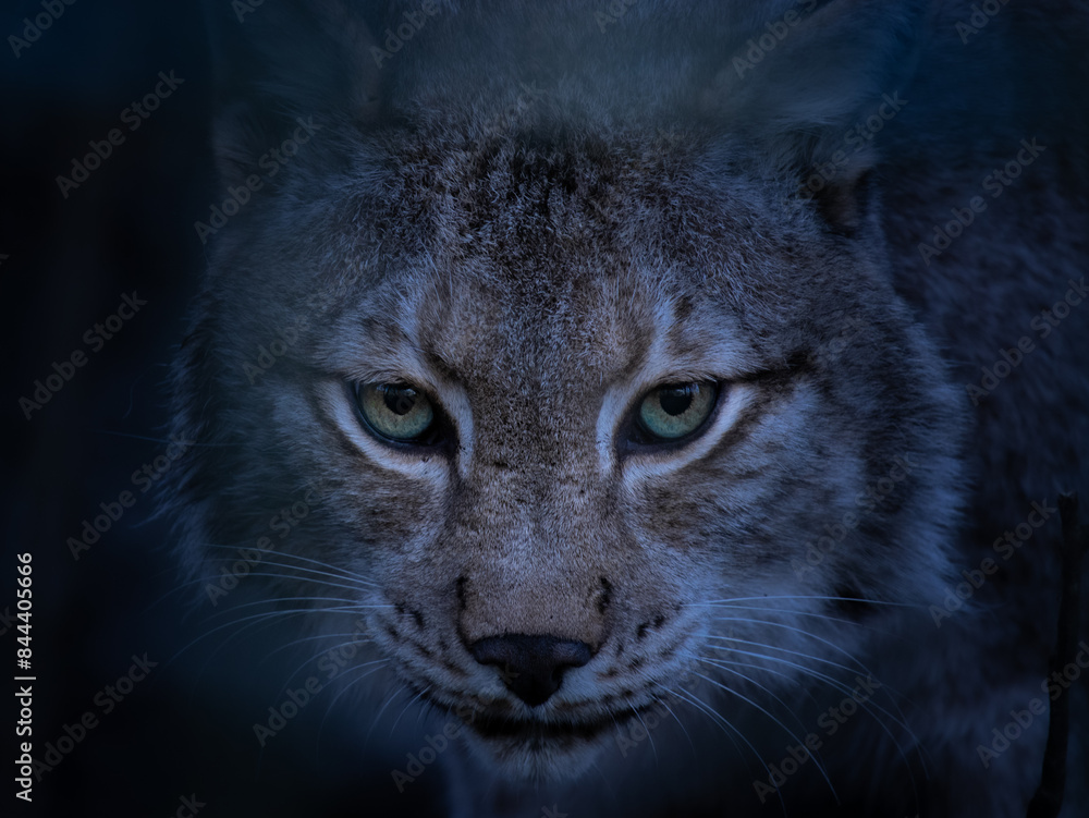 Naklejka premium Dark lynx face