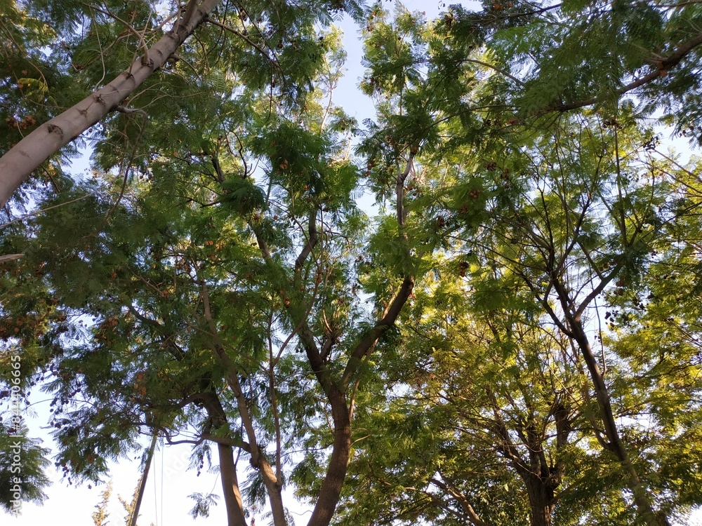 Obraz premium Peltophorum petrocarpum trees