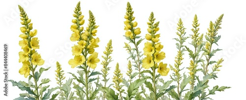 Digital Art Print of a Line of Four Verbascum Plants, Yellow Flower with Green Leaves, Floral Bouquet Illustration for Decoration