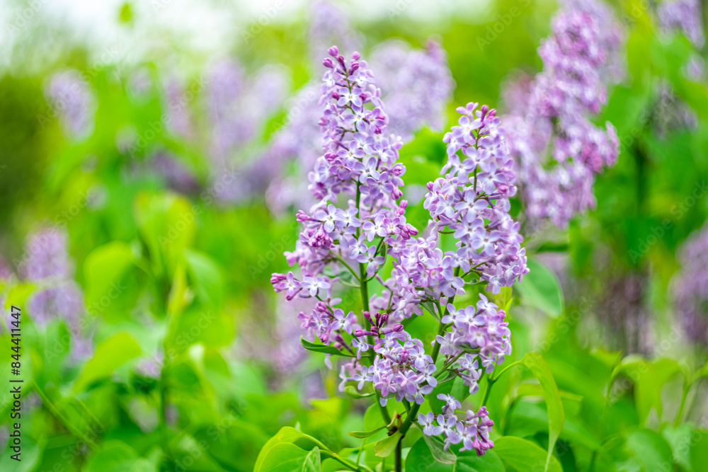 Lilac branch on a spring picturesque blurred background. Lilac branch on a spring picturesque blurred background.