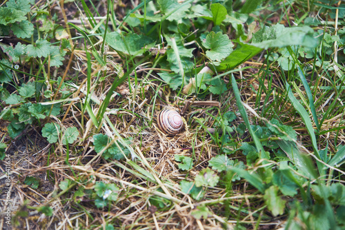 ślimak winniczek, Helix pomatia	