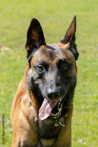 belgian malinois shepherd dog with metal collar in a meadow