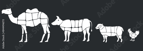 Meat parts of the cow,calf,camel. Eid al adha sacrifice, meat vectors