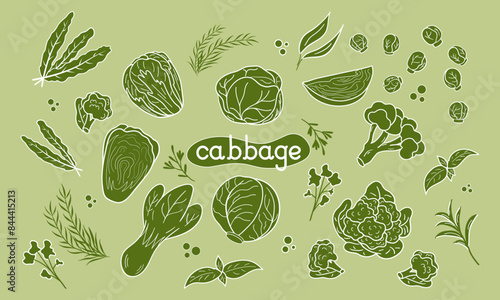 Set different green Cabbage vector illustration. Design for kale day, healthy food, day, recipes.