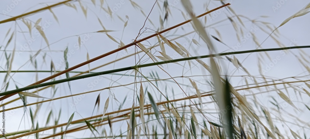 reeds and plants rising towards the sky reeds and plants rising towards the sky