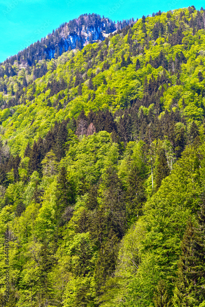 Bergwald im Ebniter Tal in Dornbirn (Vorarlberg, Österreich) Bergwald im Ebniter Tal in Dornbirn (Vorarlberg, Österreich)
